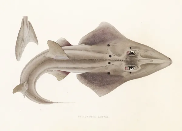 Fauna japonica Pl.156 av Philipp Franz Balthasar von Siebold