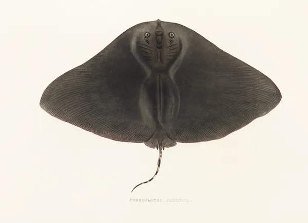Fauna japonica Pl.158 av Philipp Franz Balthasar von Siebold