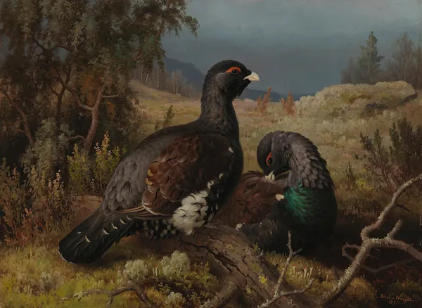 Capercaillie Cocks av Ferdinand von Wright