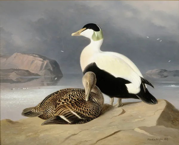 Kaksi Haahkaa av Ferdinand von Wright