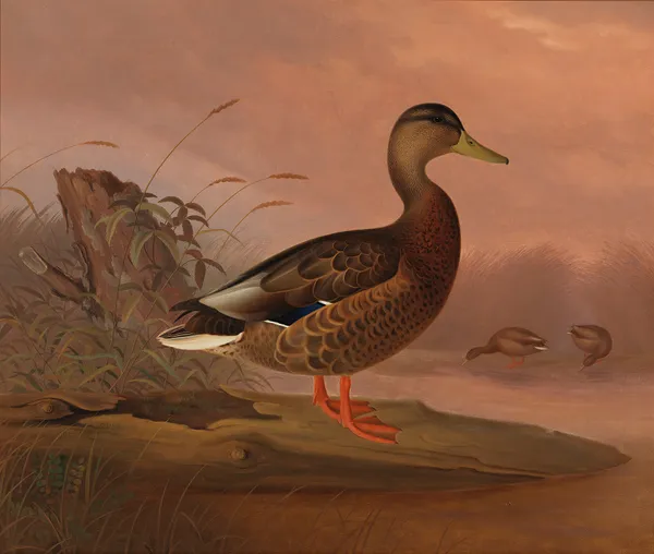 Mallard av Ferdinand von Wright