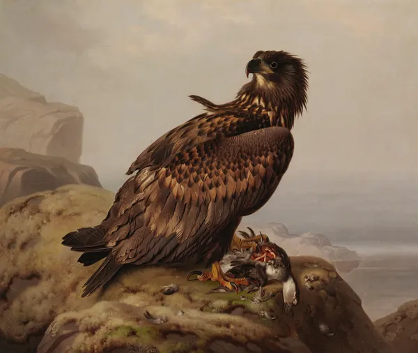 White-Tailed Eagle With Its Prey av Ferdinand von Wright