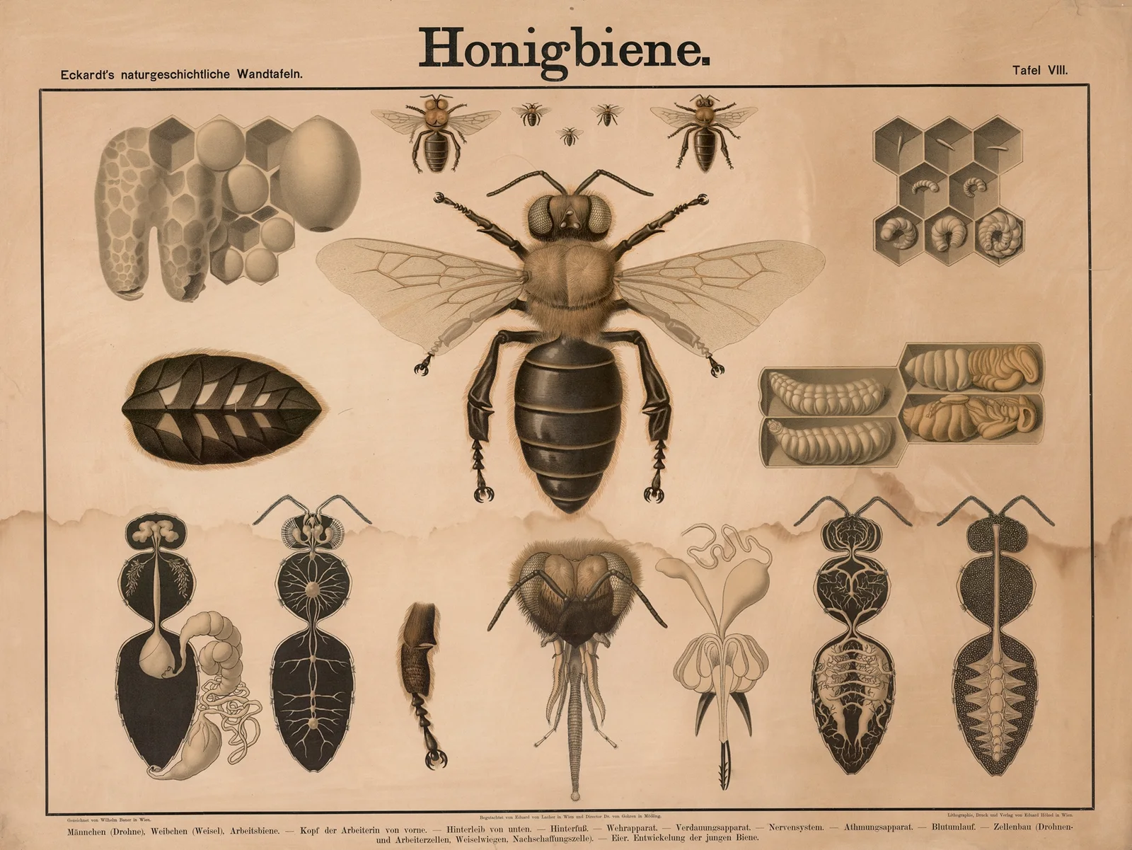 Honigbiene av Wilhelm Bauer