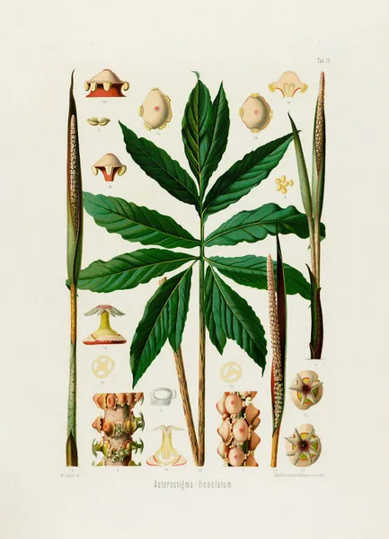 Aroideae Maximilianae Pl.25 av Heinrich Wilhelm Schott