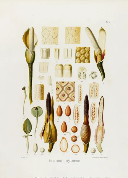 Aroideae Maximilianae Pl.36 av Heinrich Wilhelm Schott
