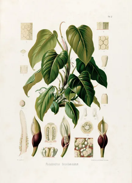 Aroideae Maximilianae Pl.37 av Heinrich Wilhelm Schott
