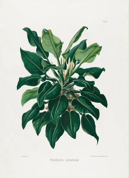 Aroideae Maximilianae Pl.38 av Heinrich Wilhelm Schott