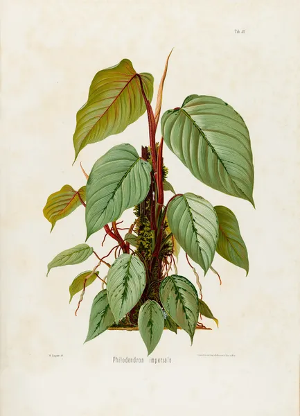 Aroideae Maximilianae Pl.40 av Heinrich Wilhelm Schott
