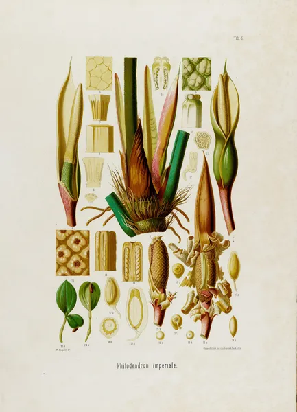 Aroideae Maximilianae Pl.42 av Heinrich Wilhelm Schott