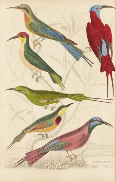 Bee-eaters av William MacGillivray