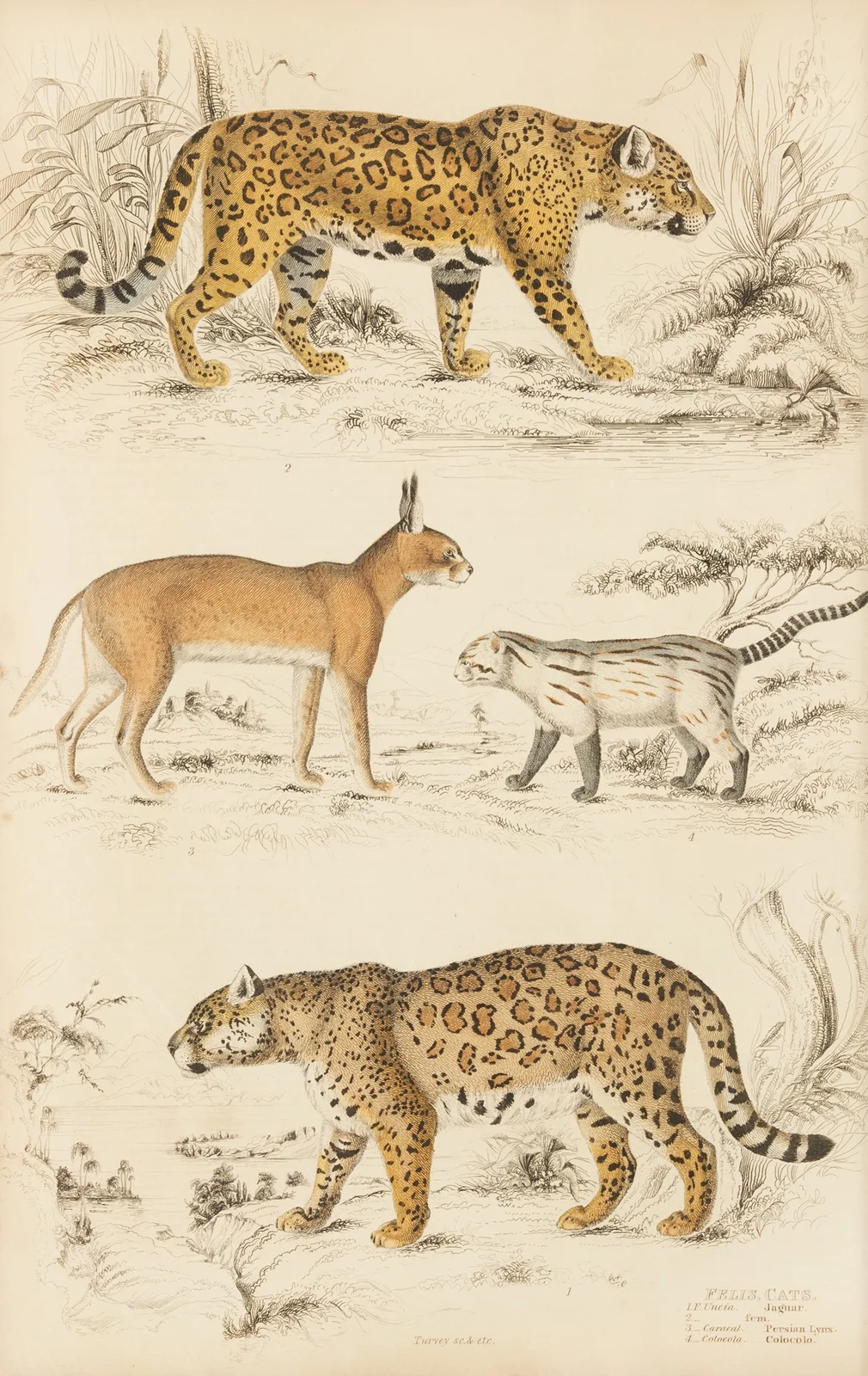 Cats av William MacGillivray