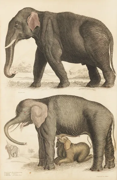 Elephants av William MacGillivray