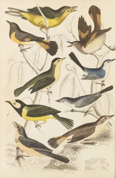 Gnat-catchers av William MacGillivray