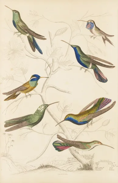 Humming birds av William MacGillivray