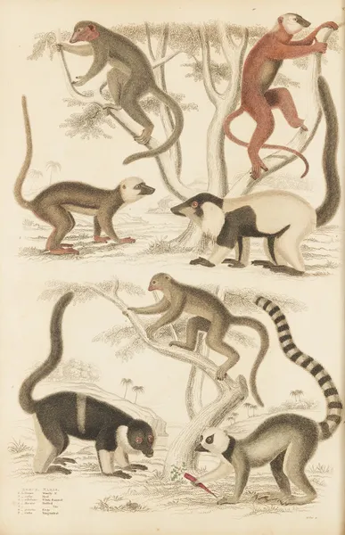 Lemur av William MacGillivray