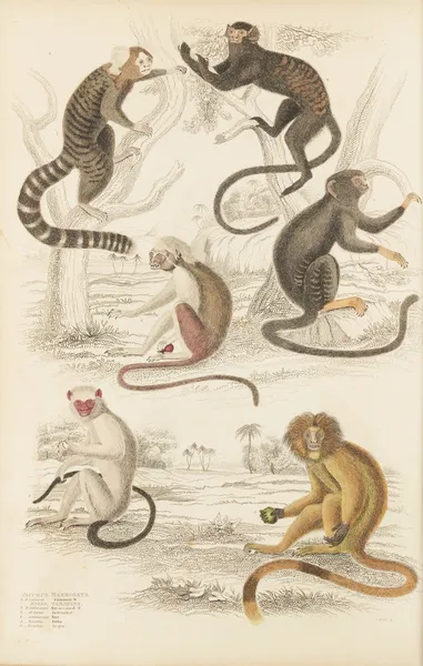Marmosets av William MacGillivray