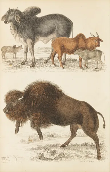 Oxen av William MacGillivray