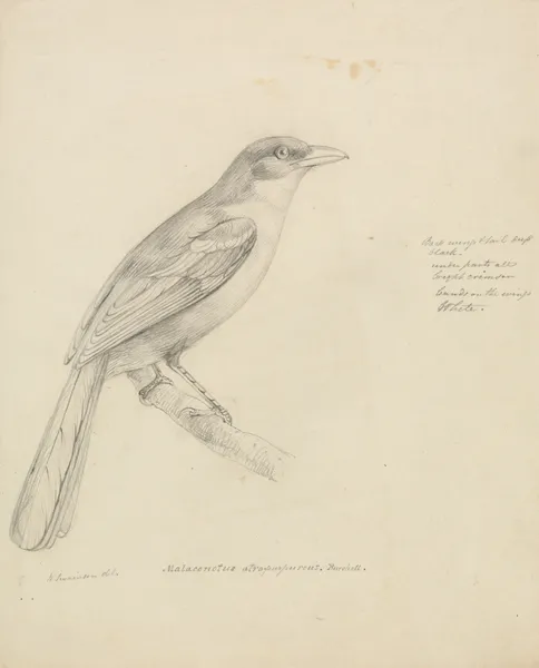 A Bird av William Swainson