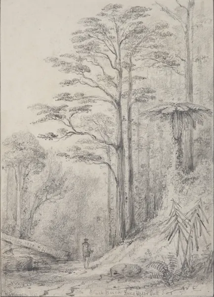 Black birch forest, Upper Hutt av William Swainson