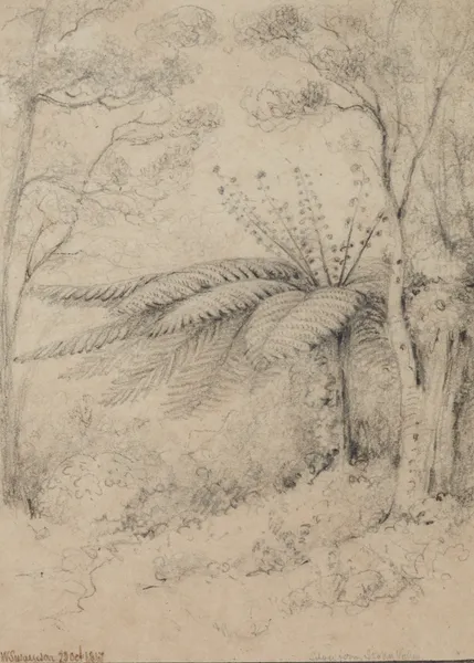 Silver fern, Stokes Valley, 1847, Lower Hutt av William Swainson