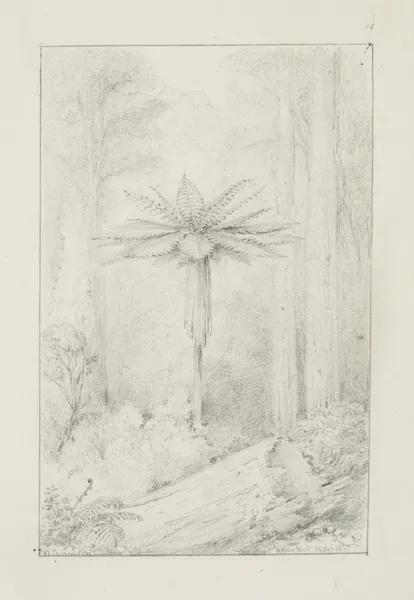 Soft leaved tree fern, Upper Hutt av William Swainson