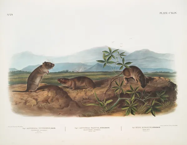 1. Arvicola Townsendii, Townsend’s Arvicola; 2. Arvicola nasuta, Sharp-nosed Arvicola. Natural size. 3. Mus riparius, Bank Rat. Natural size. av John Woodhouse Audubon
