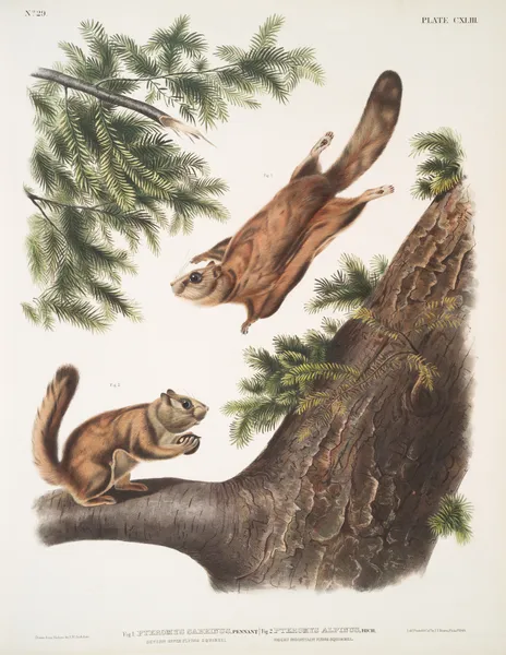 1. Pteromys sabrinus, Severn River Flying Squirrel; 2. Pteromys alpinus, Rocky Mountain Squirrel. av John Woodhouse Audubon
