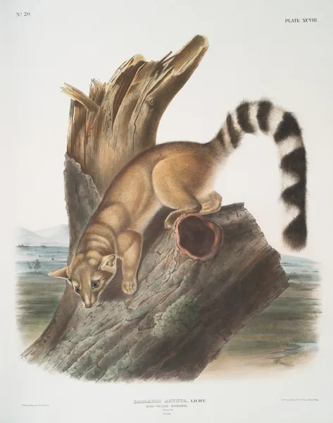 Bassaris astuta, Ring-tailed Bassaris. Natural size. Male. av John Woodhouse Audubon