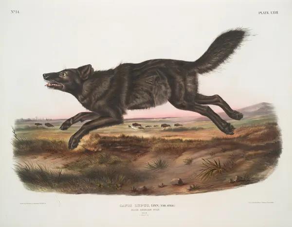 Canis lupus, Black American Wolf. Male. av John Woodhouse Audubon