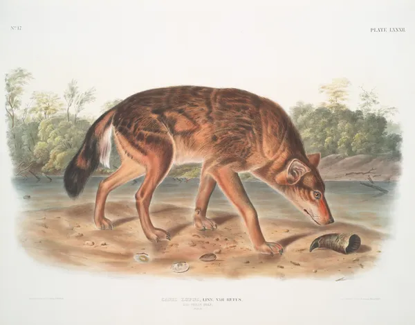 Canis lupus, Red Texan Wolf. (Male.) av John Woodhouse Audubon