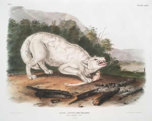 Canis lupus, White American Wolf. Male. av John Woodhouse Audubon