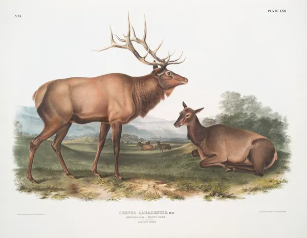 Cervus Canadensis, American Elk, Wapiti Deer. Male and Female av John Woodhouse Audubon