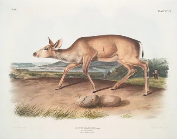 Cervus macrotis, Black-tailed Deer. Female. Summer pelage. av John Woodhouse Audubon