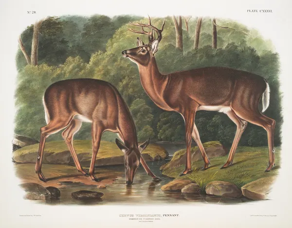 Cervus Virginianus, Common or Virginian Deer. Old male & female. av John Woodhouse Audubon