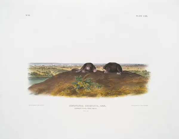 Condylura cristata, Common Star-nose Mole. Natural size. av John Woodhouse Audubon