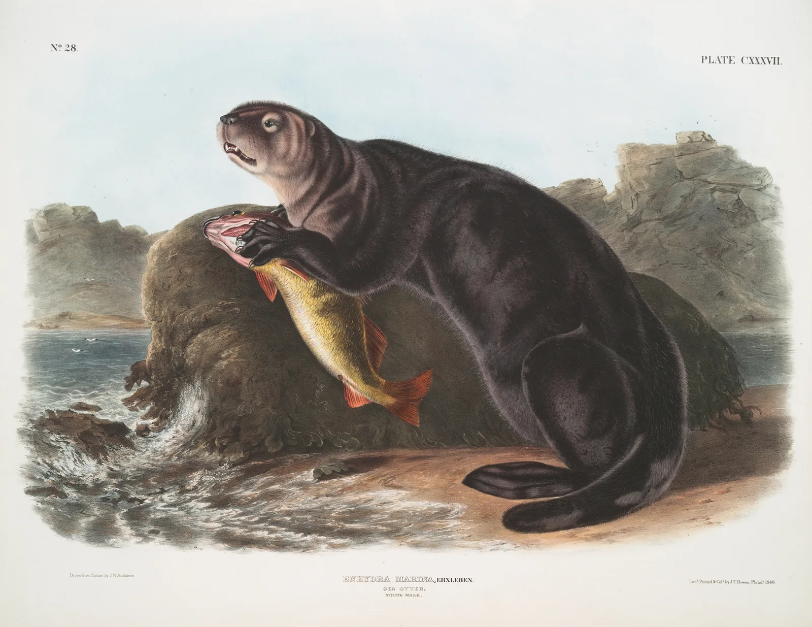 Enhydra marina, Sea Otter. Young male. av John Woodhouse Audubon