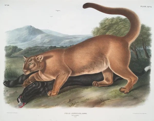 Felis concolor, The Cougar. (Male.) av John Woodhouse Audubon