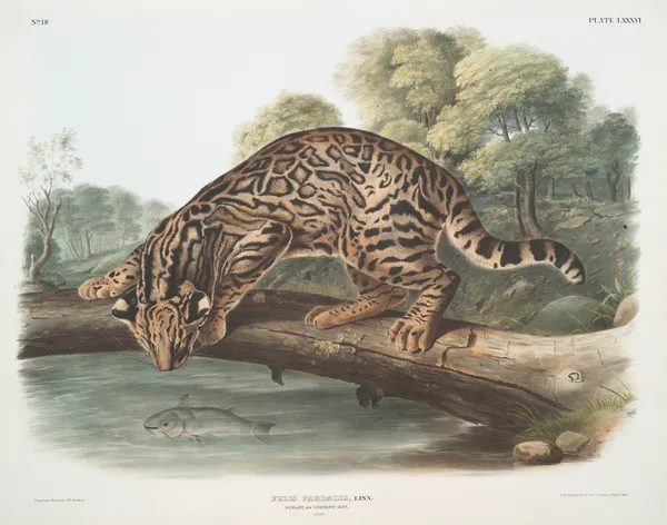 Felis pardalis, Ocelot, or Leopard-Cat. (Male) av John Woodhouse Audubon