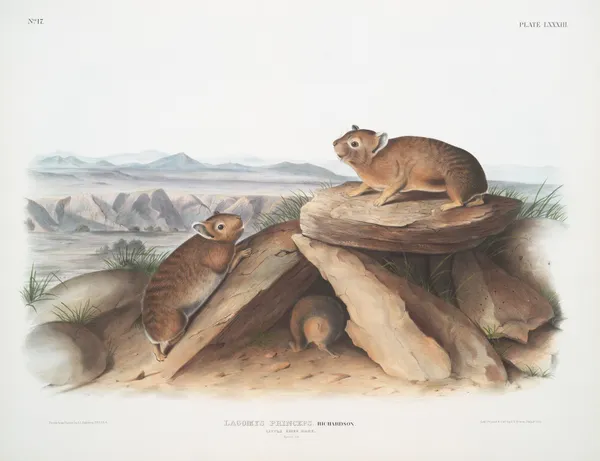 Lagomys princeps, Little Chief Hare. (Natural size.) av John Woodhouse Audubon