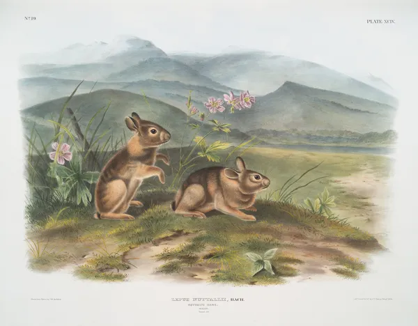Lepus nuttallii, Nuttall’s Hare. (Males. Natural size.) av John Woodhouse Audubon