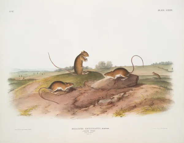 Meriones Americanus, Jumping Mouse. (Male & female. Natural size.) av John Woodhouse Audubon