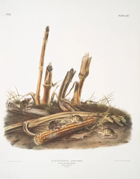 Mus minimus, Little Harvest Mouse. Males & females. Natural size. av John Woodhouse Audubon