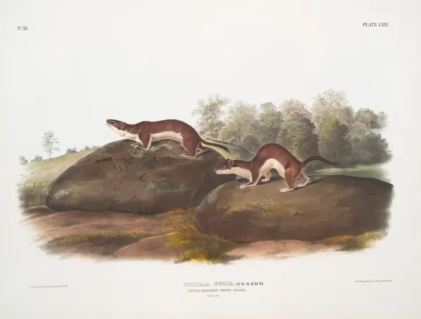 Mustela fusca , Little American Brown Weasel. Natural size. av John Woodhouse Audubon