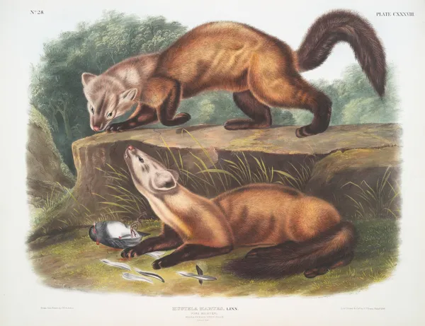 Mustela martes, Pine Marten. Male & female. Winter pelage. Natural size. av John Woodhouse Audubon