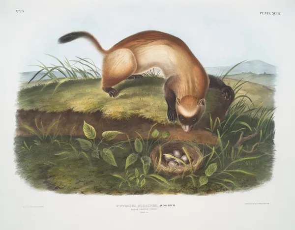 Putorius nigripes, Black-footed Ferret. (Natural size.) av John Woodhouse Audubon