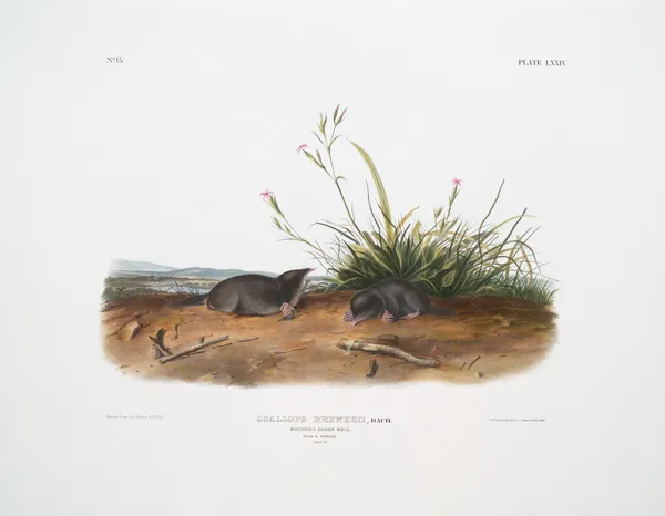 Scallops Brewerii, Brewer’s Shrew Mole. Male & female. Natural size. av John Woodhouse Audubon
