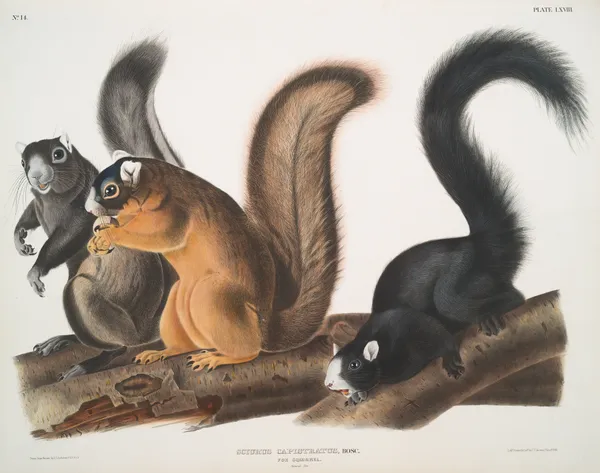 Sciurus capistratus, Fox Squirrel. Natural size. av John Woodhouse Audubon